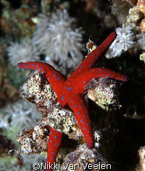 Ghardaqa sea star taken on a night dive at Ras Caty with ... by Nikki Van Veelen 